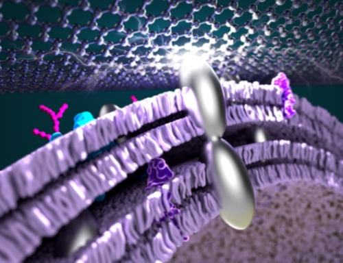 Researchers infuse bacteria with silver to improve power efficiency in fuel cells