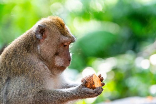Monkeys are smarter than we thought, study finds