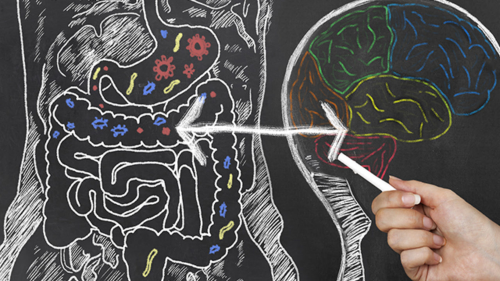 Alzheimer's disease is genetically connected to gut health