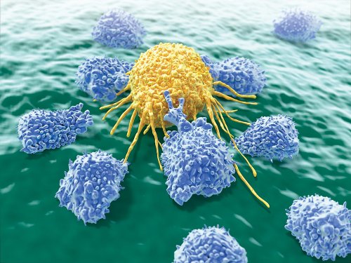Researchers engineer Natural Killer cells to destroy cancer cells but leave the rest alone