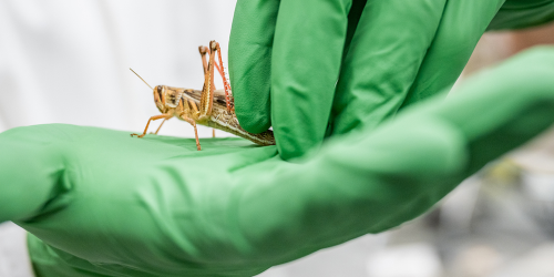Locusts can “smell” early onset of cancer using a patient's breath