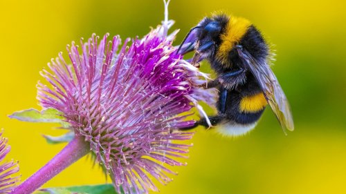 Scientists discover the ancient link between bees and the evolution of colors in flowers