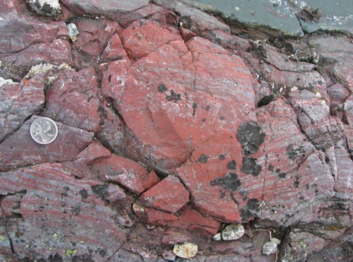 Fossil discovery in Canada rewrites the history of life on Earth