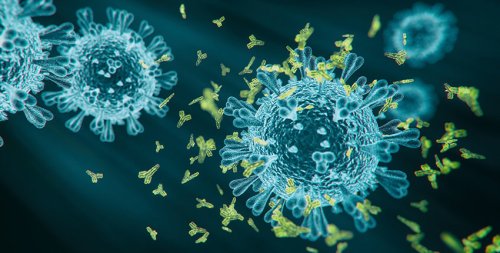 Breakthrough antibody kills all known variants of SARS-CoV-2