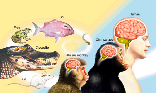Major discovery about mammalian brains surprises researchers