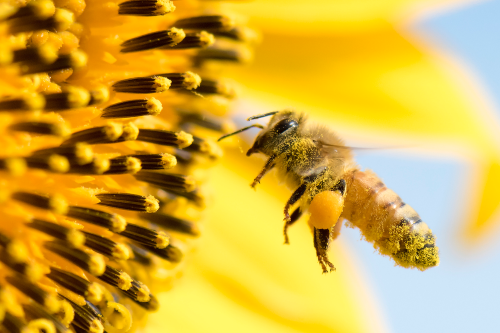 Groundbreaking research reveals why bees are increasingly making less honey