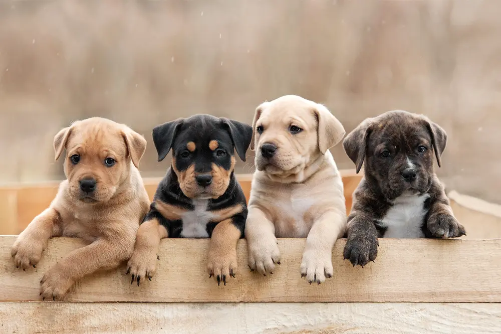 DOGS - cover