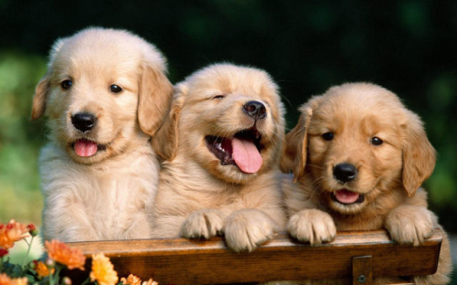 Fur-ever Pet Lovers - cover