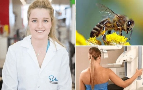 Honeybee venom can cure breast cancer, research study finds