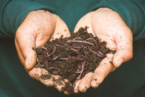 What Is Living Soil?