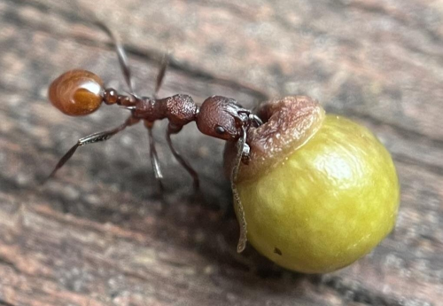 8-year-old boy upends a century of knowledge regarding plants and insects
