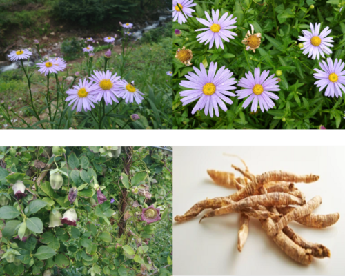 COVID blocking antiviral compounds discovered within native plants in South Korea