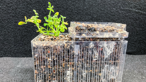 Fungi could be the future of global agriculture