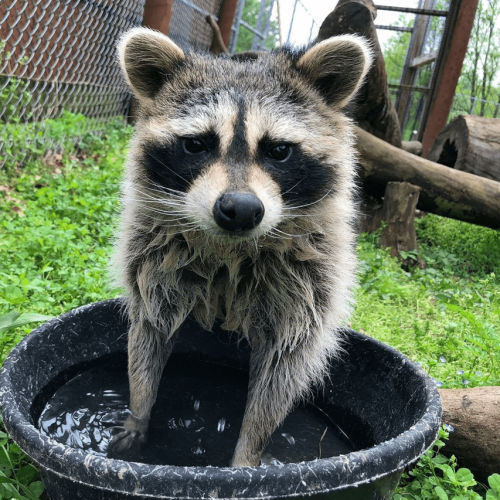 ‘What You Need to Know:” More COVID, treatment for COVID, and a raccoon that will make you smile