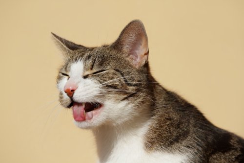 9 alltägliche Gerüche, die Katzen abgrundtief hassen