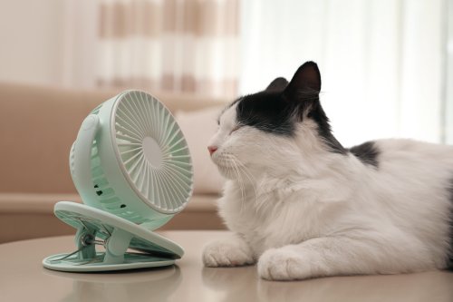 Sommer: 10 coole Tipps, um deine Katze bei Hitze zu erfrischen