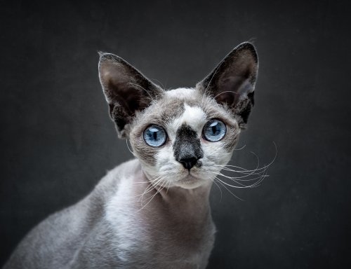 Devon Rex: Entdecke die charmante Katzenrasse mit elfenhaftem Look!