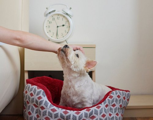 Haben Hunde ein Zeitgefühl? 4 Fakten zur inneren Uhr der Vierbeiner