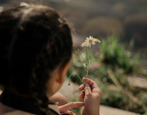 Dänemarks Nationalblume: Diese Blume trägt ein magisches Geheimnis in sich
