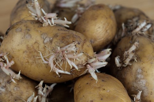 Kartoffel keimt: Wenn sie so aussieht, darfst du sie nicht mehr essen