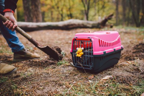 Hund im Garten begraben: Wenn du das tust, droht eine Strafe