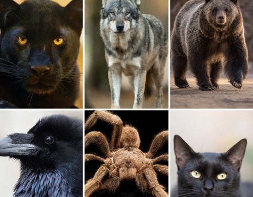 Persönlichkeitstest: Tierwahl zeigt deine dunkle Charakterseite