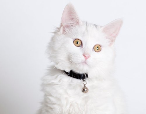 Dauerhafter Tinnitus und Psycho-Stress: Dieses Accessoires ist für deine Katze der reinste Horror