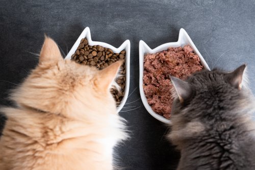 Testsieger: Dieses Bio-Katzenfutter ist laut Öko-Test "sehr gut"