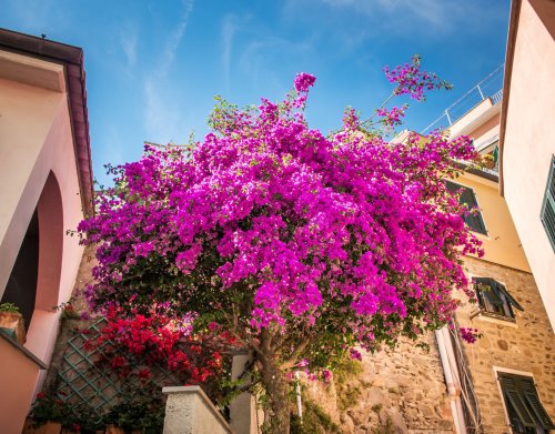 Pflegeleicht & leuchtend schön: Die pinken Kanaren-Blumen wachsen auch bei dir