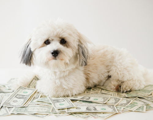 Süß und stinkreich: Diese Haustiere haben mehr Geld als du
