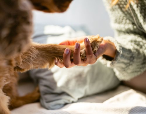 Dein Hund legt seine Pfote auf deine Hand? Das ist die zuckersüße Bedeutung dahinter