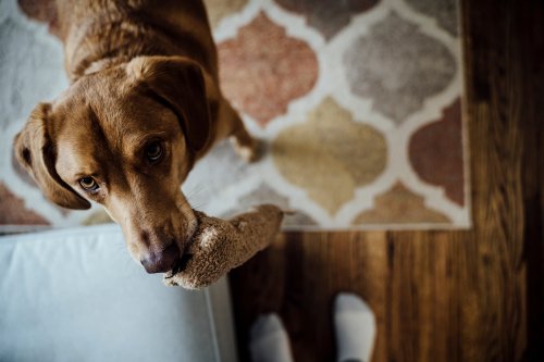 Nicht nur süß: Das steckt wirklich hinter der Kuscheltier-Liebe von Hunden