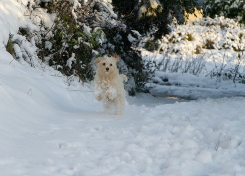 Schneeklumpen im Hundefell: So kannst du sie vermeiden & entfernen