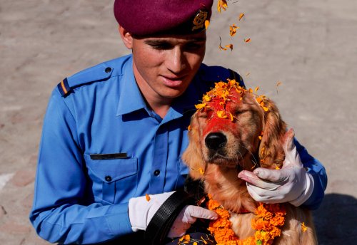Kukur Tihar: Bei diesem Festival werden Hund wie Götter gefeiert