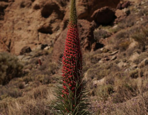 Die 'Kerze des Teide' ist die geheimnisvollste Pflanze der Kanaren – nur wenige kennen sie