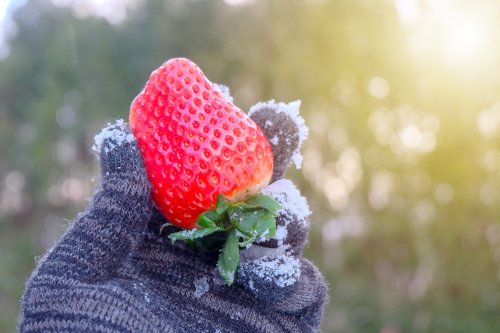 Erdbeeren überwintern: So bekommst du deine Erdbeeren durch die frostige Jahreszeit