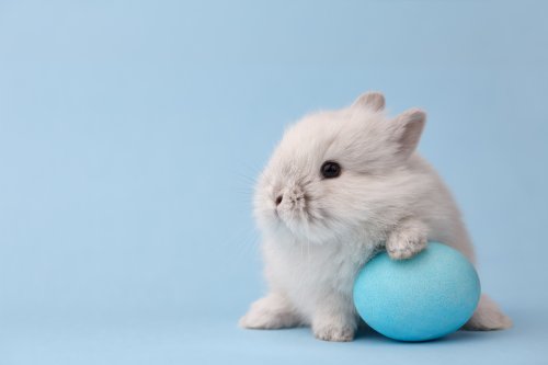 Ostern: Warum bringt eigentlich ein Hase die Eier?