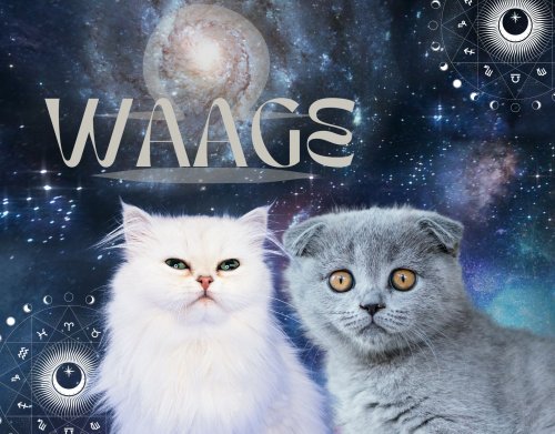 Sternzeichen Waage: 4 wunderschöne Katzenrassen, die perfekt für dich sind