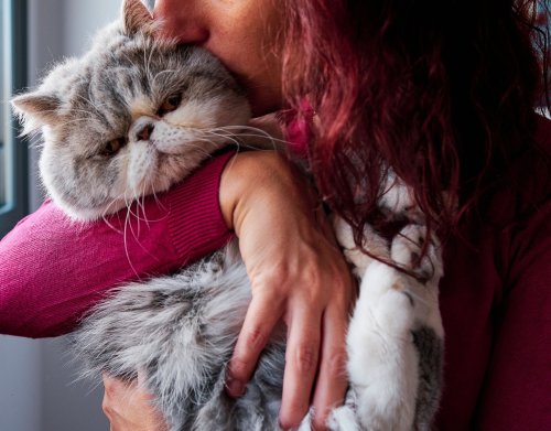 Wissenschaftlich bewiesen: So vermittelst du deiner Katze, dass du sie liebst
