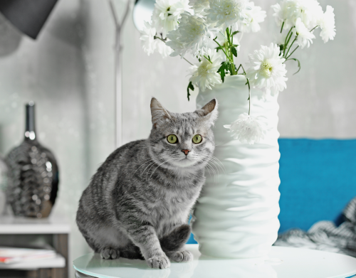 Ultimativer Trick: So schmeißt deine Katze nie wieder Dinge runter