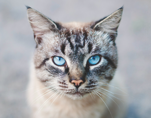 Katzen: 6 Weisheiten, die du von ihnen lernen kannst