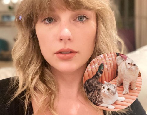 Taylor-Swift-Fans lösen gefährlichen TikTok-Trend für Tiere aus