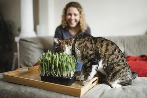 Katzengras & seine Wirkung: Das tut es für deinen Stubentiger