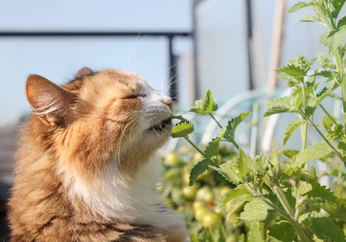DIY Kräutergarten für die Katze anlegen: So einfach geht's