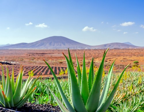 Naturschatz der Kanaren: Dieses Aloe vera-Geheimnis kennt kaum jemand