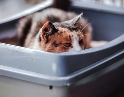 6 coole Katzenklos, die die Toilette deiner Katze zum Hingucker machen