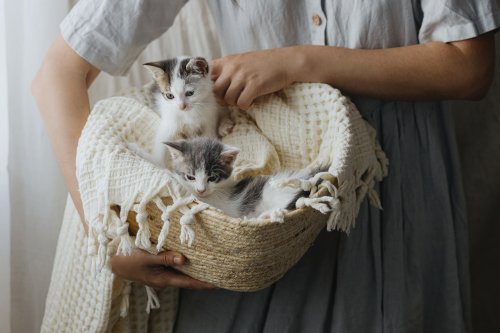 Katzenkörbchen reinigen: Wetten, du machst es viel zu selten?