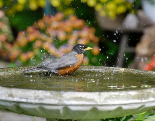 6 Ideen, um durch Upcycling eine Vogeltränke zu zaubern