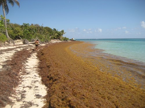 University of South Florida researchers identify cause of sargassum inundations