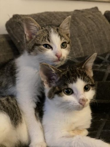 Santa Claus und Lexi wollen zusammen neues Zuhause finden